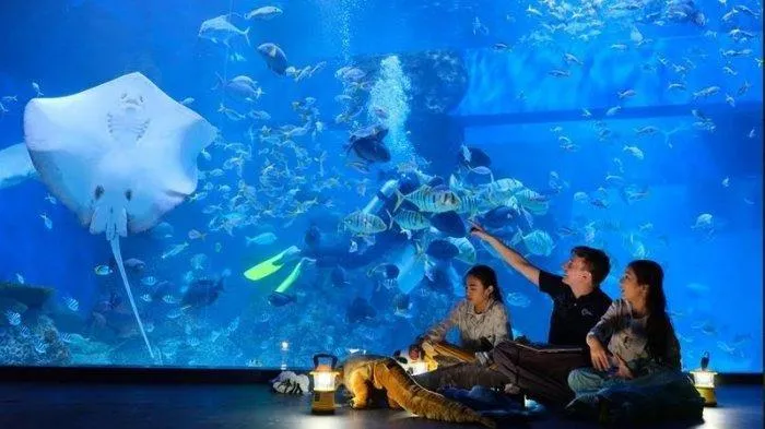 Jakarta Aquarium vs SeaWorld: Membandingkan Dua Atraksi Laut di Ibukota Indonesia