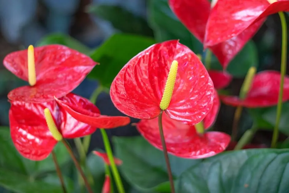 Mau Tampilan Rumah Lebih Hidup dan Berwarna ? Ini 10 Jenis Tanaman Hias Daun Merah Yang Cantik Dan Mempesona