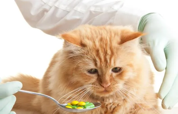 Jangan Biarkan Hewan Peliharaanmu Kurus ! Ini 9 Rekomendasi Vitamin Kucing Biar Gemuk Terbaik dan Terlaris