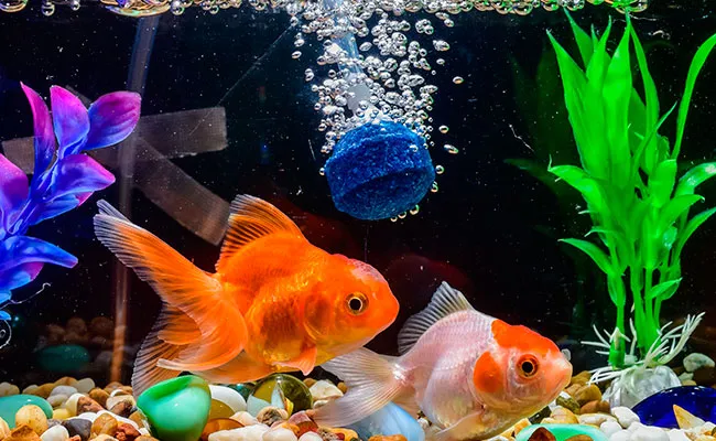 Jangan Salah Pilih! 9 Powerhead Aquarium Anti Berisik dan Tahan Lama