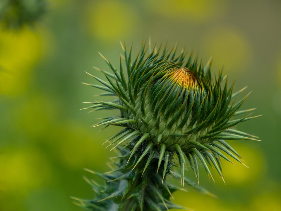 tunas bunga thistle