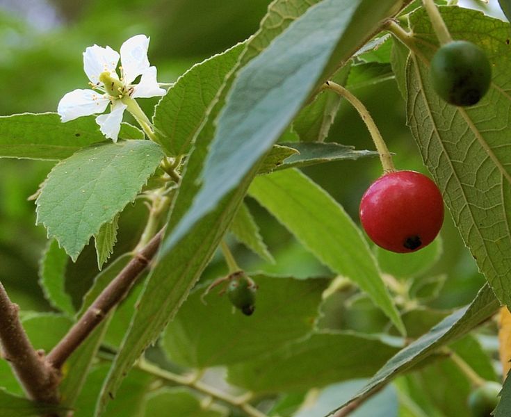 manfaat daun kersen untuk diabetes