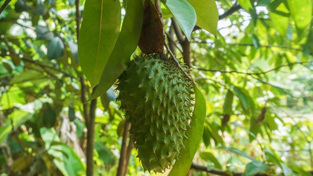 manfaat daun sirsak untuk kesehatan rambut