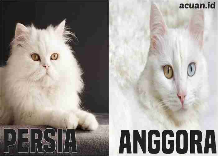 perbedaan wajah kucing anggora dan persia